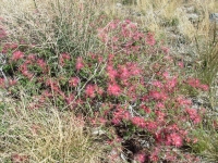 Bottlebrush